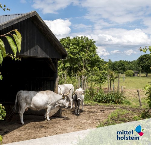 MHT.SH & Peter Lühr